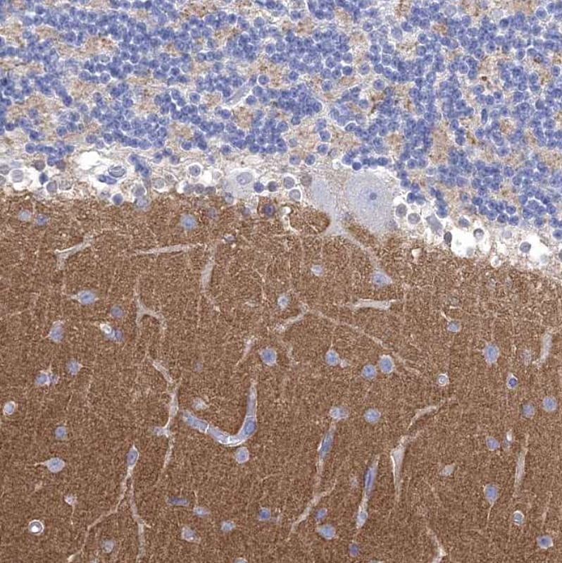 Synaptotagmin 12 Antibody - BSA Free Immunohistochemistry-Paraffin: Synaptotagmin 12 Antibody - BSA Free [NBP1-87001]