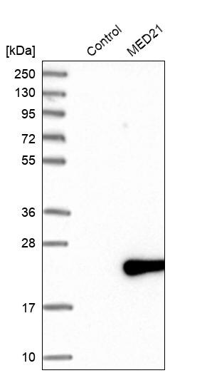MED21 Antibody - BSA Free Western Blot: MED21 Antibody - BSA Free [NBP1-87006]