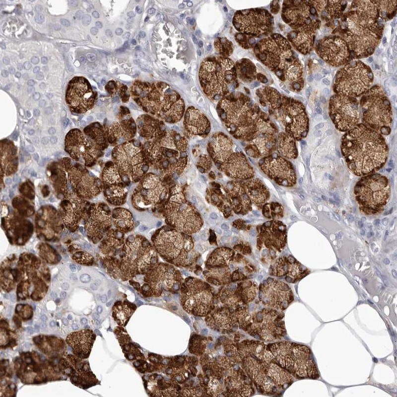 Lactoperoxidase Antibody - BSA Free Immunohistochemistry: Lactoperoxidase Antibody - BSA Free [NBP1-87010]
