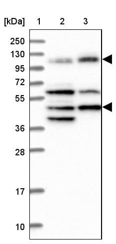 IFT122 Antibody - BSA Free Western Blot: IFT122 Antibody - BSA Free [NBP1-87014]