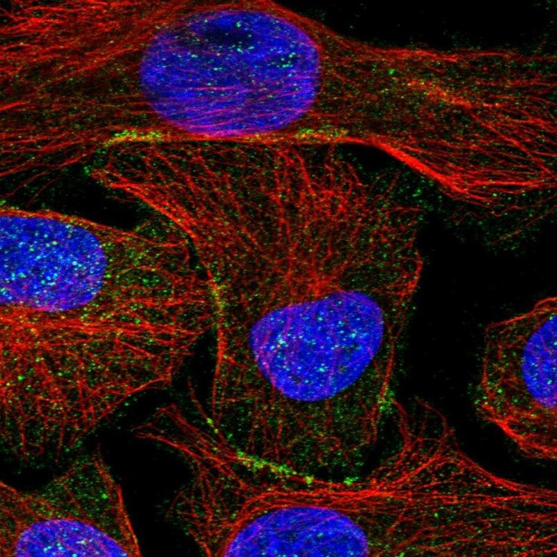 SHANK1 Antibody - BSA Free Immunocytochemistry/ Immunofluorescence: SHANK1 Antibody [NBP1-87016]