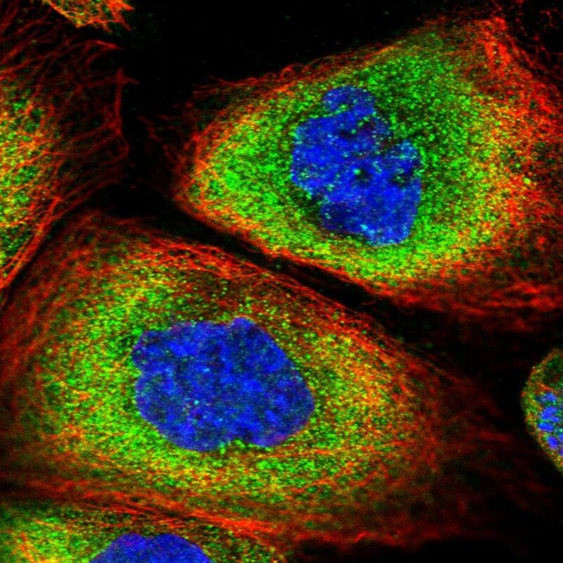 SNRPD2 Antibody - BSA Free Immunocytochemistry/ Immunofluorescence: SNRPD2 Antibody [NBP1-87028]