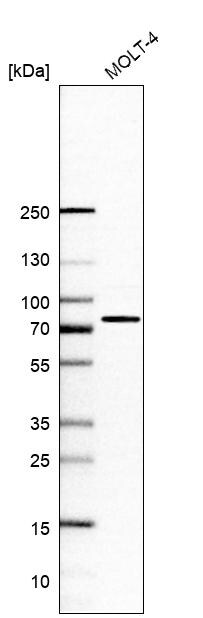 SLP-76/LCP2 Antibody - BSA Free Western Blot: SLP-76/LCP2 Antibody - BSA Free [NBP1-87032]