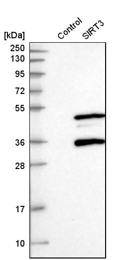 Sirtuin 3/SIRT3 Antibody - BSA Free Western Blot: Sirtuin 3/SIRT3 Antibody - BSA Free [NBP1-87037]