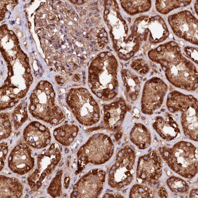 ST3 beta-Gal alpha-2,3-Sialyltransferase 1/ST3GAL1/SIAT4A Antibody - BSA Free Immunohistochemistry-Paraffin: ST3 beta-Gal alpha-2,3-Sialyltransferase 1/ST3GAL1/SIAT4A Antibody - BSA Free [NBP1-87045]