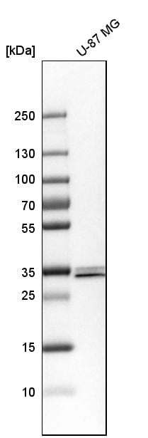 SFXN3 Antibody - BSA Free Western Blot: SFXN3 Antibody - BSA Free [NBP1-87047]