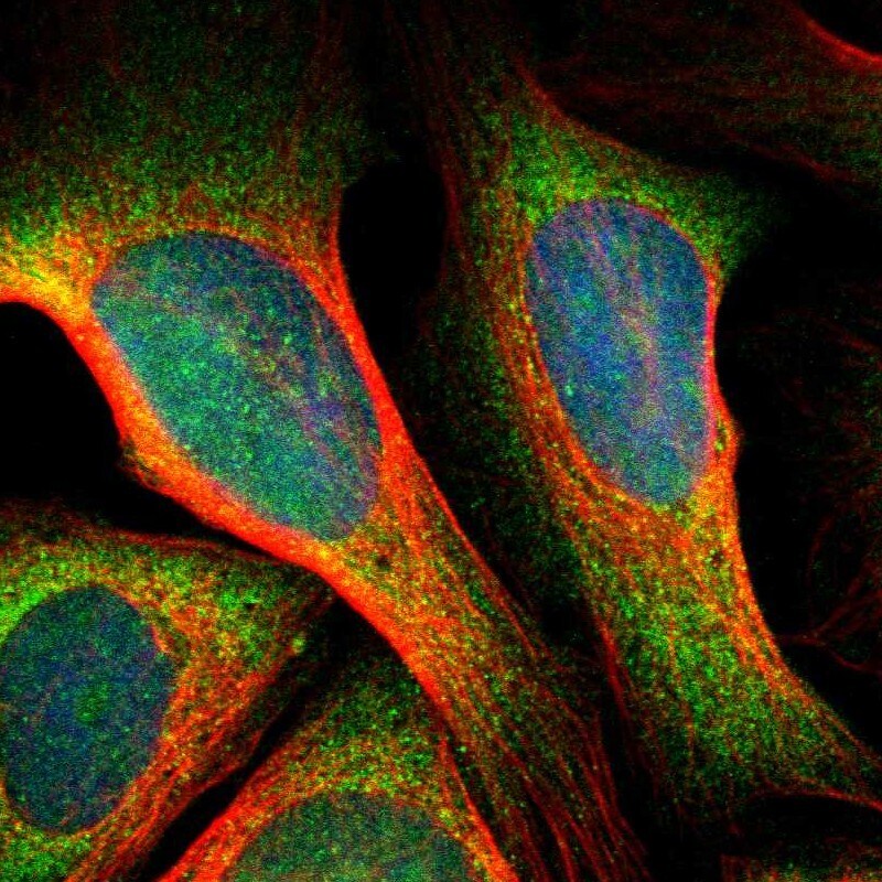 SRPK2 Antibody - BSA Free Immunocytochemistry/ Immunofluorescence: SRPK2 Antibody [NBP1-87049]