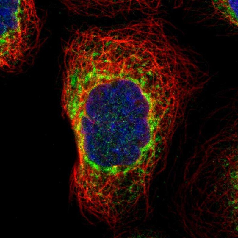 PREB Antibody - BSA Free Immunocytochemistry/ Immunofluorescence: PREB Antibody [NBP1-87056]