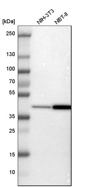 PREB Antibody - BSA Free Western Blot: PREB Antibody - BSA Free [NBP1-87057]