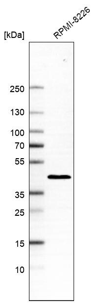 PREB Antibody - BSA Free Western Blot: PREB Antibody - BSA Free [NBP1-87057]