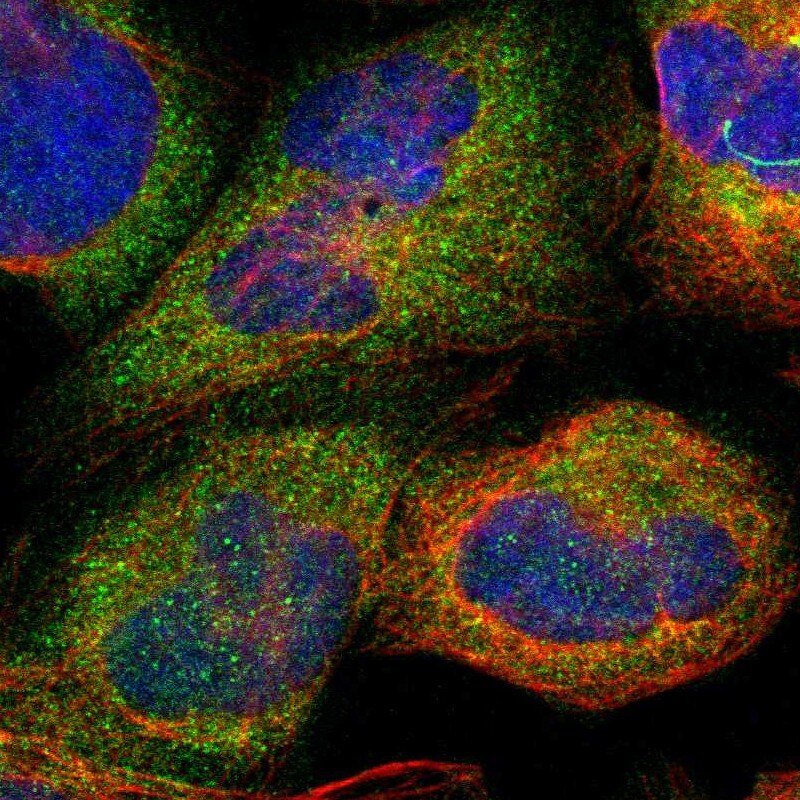 SDSL Antibody - BSA Free Immunocytochemistry/ Immunofluorescence: SDSL Antibody [NBP1-87058]