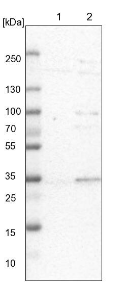 SDSL Antibody - BSA Free Western Blot: SDSL Antibody - BSA Free [NBP1-87058]