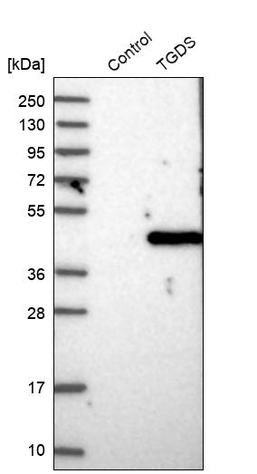 TGDS Antibody - BSA Free Western Blot: TGDS Antibody - BSA Free [NBP1-87063]