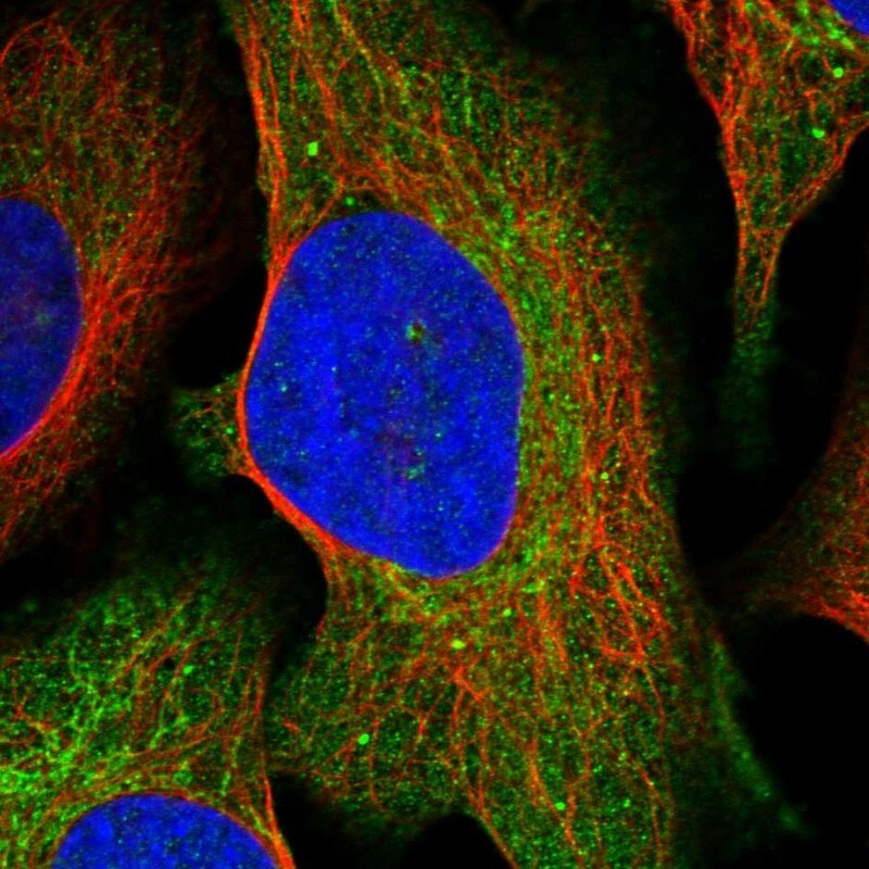 Serine Dehydratase Antibody - BSA Free Immunocytochemistry/ Immunofluorescence: Serine Dehydratase Antibody [NBP1-87070]