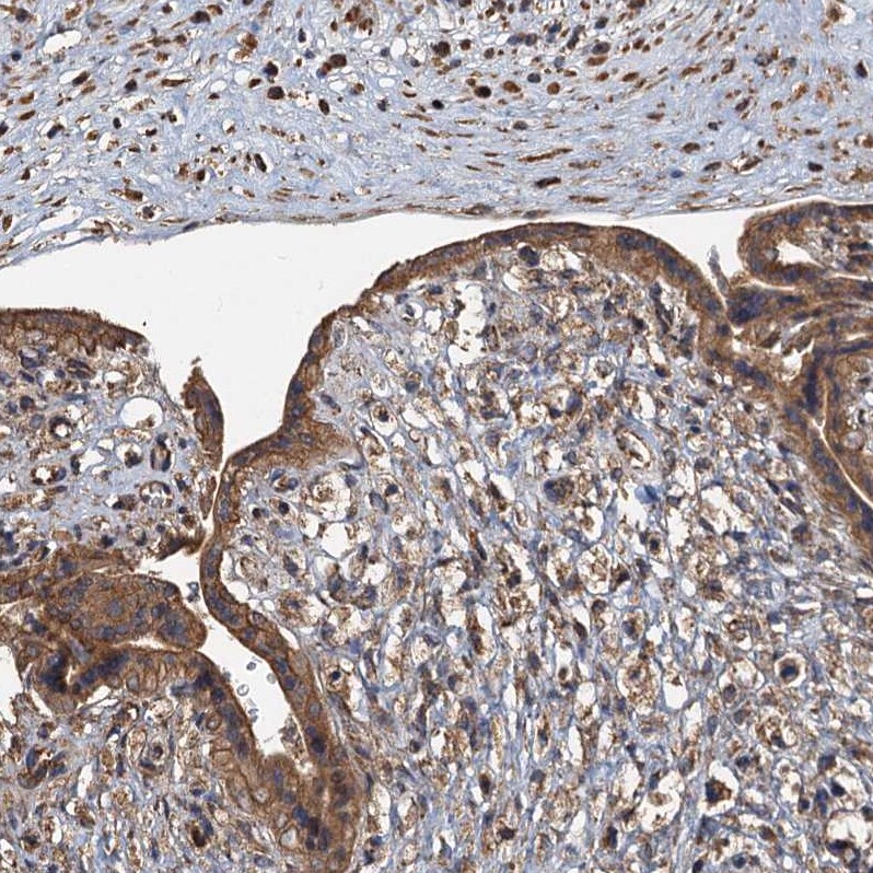 Serine Dehydratase Antibody Immunohistochemistry-Paraffin: Serine Dehydratase Antibody [NBP1-87070] -