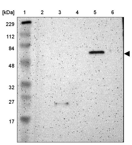 SHC2 Antibody - BSA Free Western Blot: SHC2 Antibody - BSA Free [NBP1-87076]