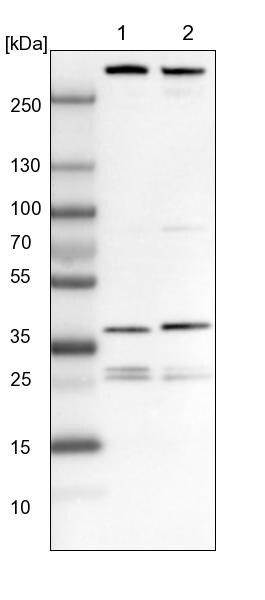 ECHS1 Antibody - BSA Free Western Blot: ECHS1 Antibody - BSA Free [NBP1-87078]
