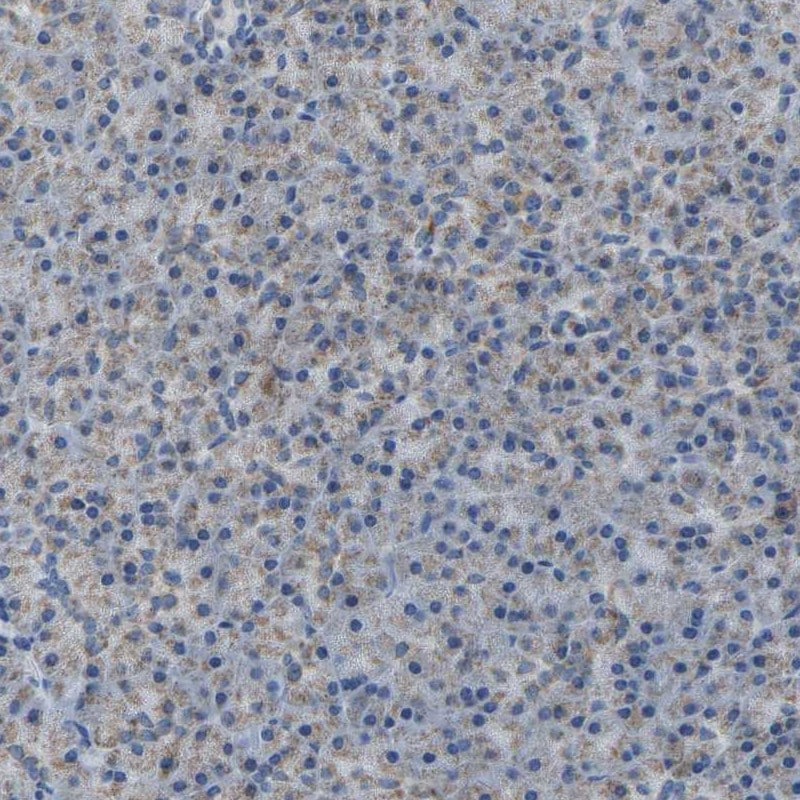 Calcium Activated Nucleotidase 1/CANT1 Antibody - BSA Free Immunohistochemistry: Calcium Activated Nucleotidase 1/CANT1 Antibody - BSA Free [NBP1-87082]