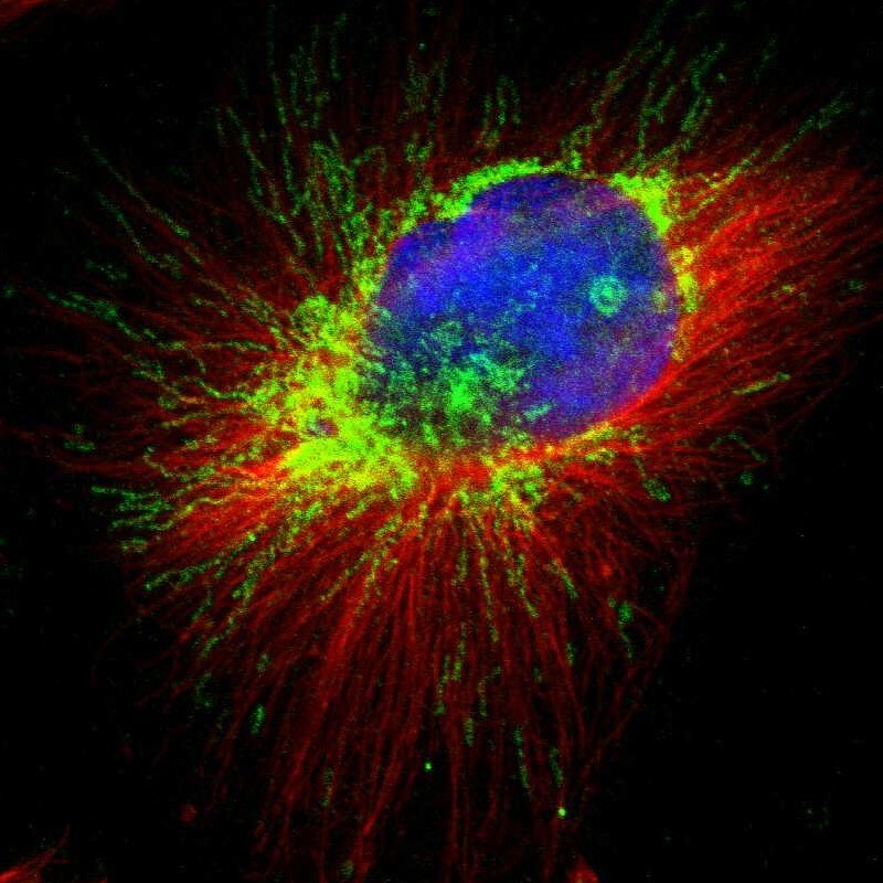 AFG3L2 Antibody - BSA Free Immunocytochemistry/ Immunofluorescence: AFG3L2 Antibody [NBP1-87086]