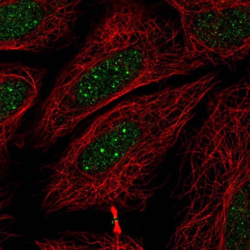 RNF41 Antibody - BSA Free Immunocytochemistry/ Immunofluorescence: RNF41 Antibody [NBP1-87087]