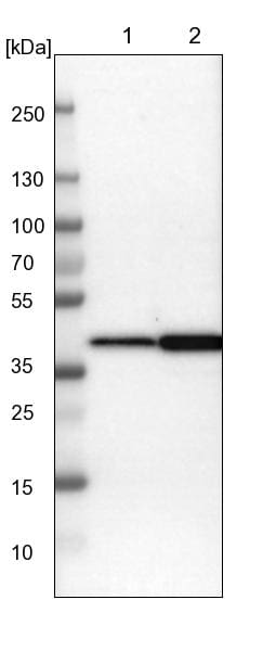 NANS Antibody - BSA Free Western Blot: NANS Antibody - BSA Free [NBP1-87088]