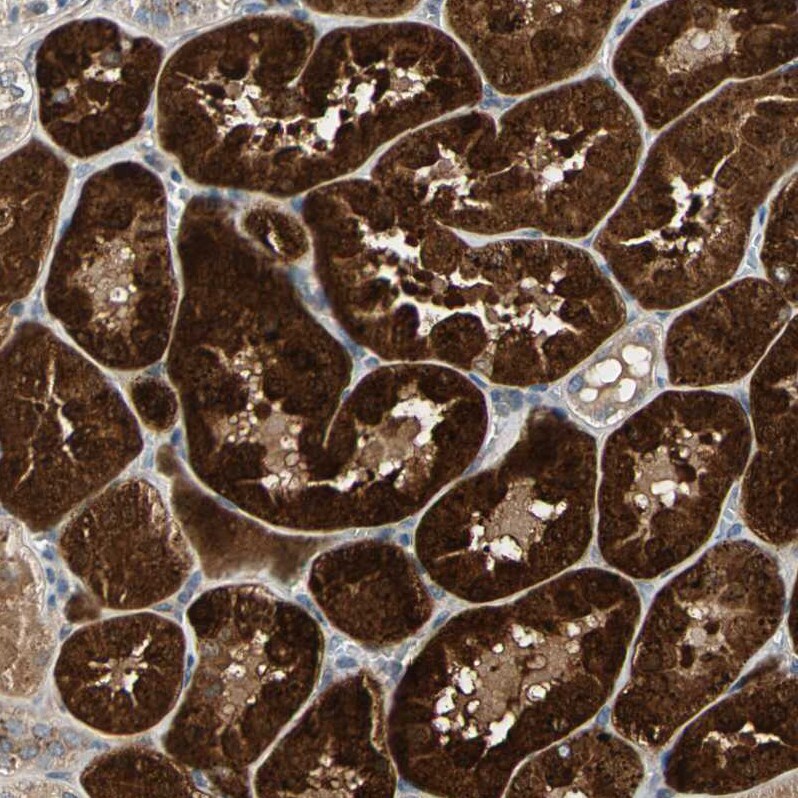 GM2A Antibody - BSA Free Immunohistochemistry-Paraffin: GM2A Antibody - BSA Free [NBP1-87090]