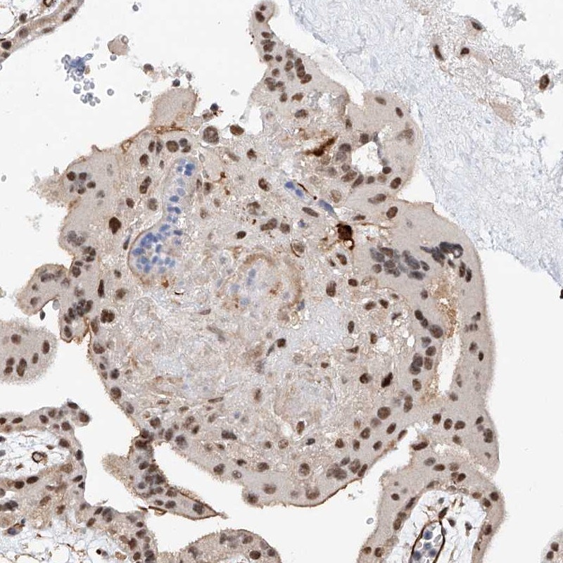 AMD1 Antibody - BSA Free Immunohistochemistry-Paraffin: AMD1 Antibody [NBP1-87094]