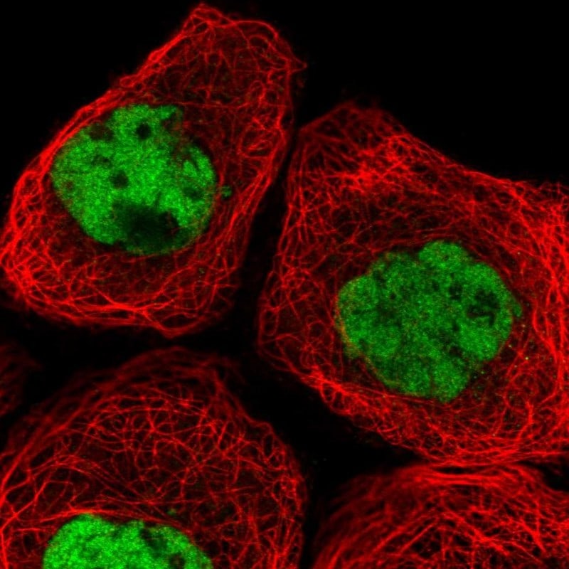 PSF1 Antibody Immunocytochemistry/ Immunofluorescence: PSF1 Antibody [NBP2-30619]