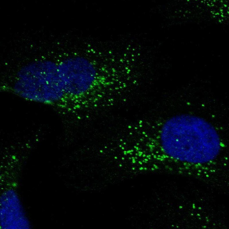 S100B Antibody - BSA Free Immunocytochemistry/ Immunofluorescence: S100B Antibody [NBP1-87102]