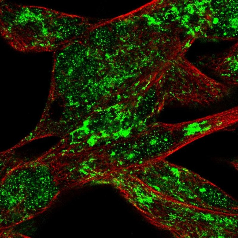 RSK4 Antibody - BSA Free Immunocytochemistry/ Immunofluorescence: RSK4 Antibody [NBP1-87108]