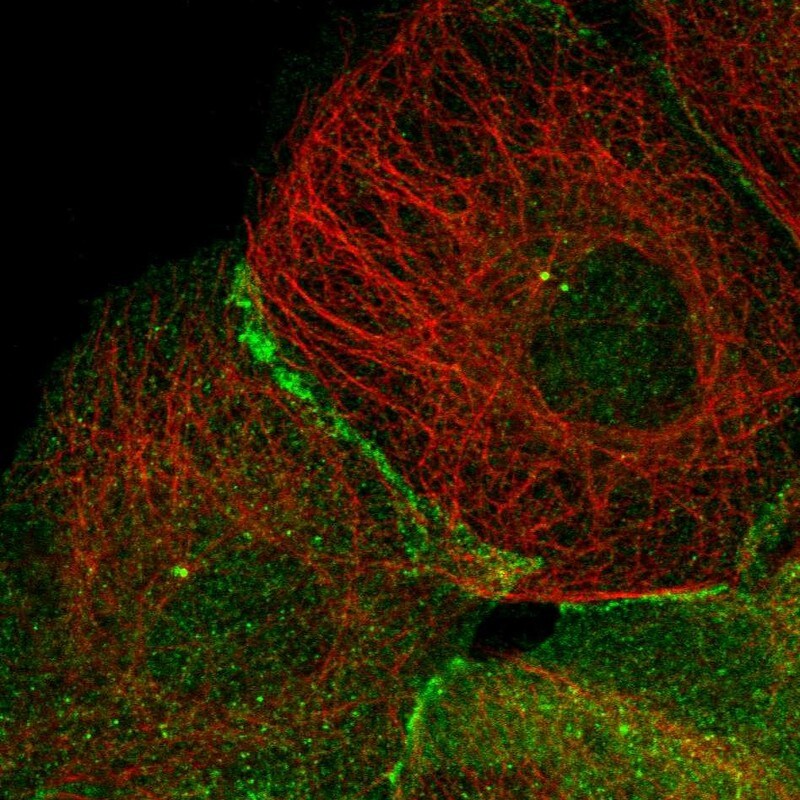 TRIM38 Antibody - BSA Free Immunocytochemistry/ Immunofluorescence: TRIM38 Antibody [NBP1-87126]
