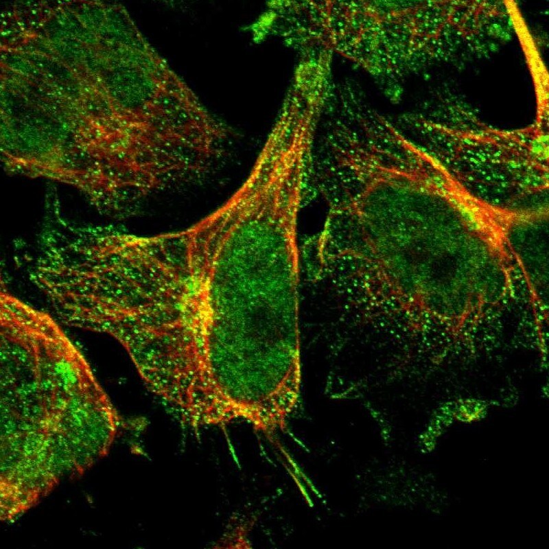 RGL1 Antibody - BSA Free Immunocytochemistry/ Immunofluorescence: RGL1 Antibody [NBP1-87136]