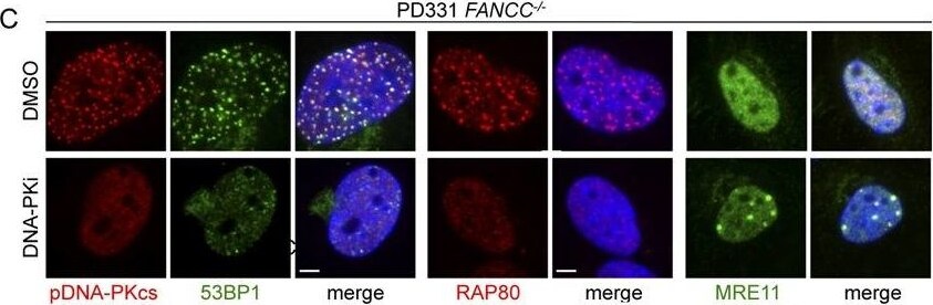 RAP80 Antibody