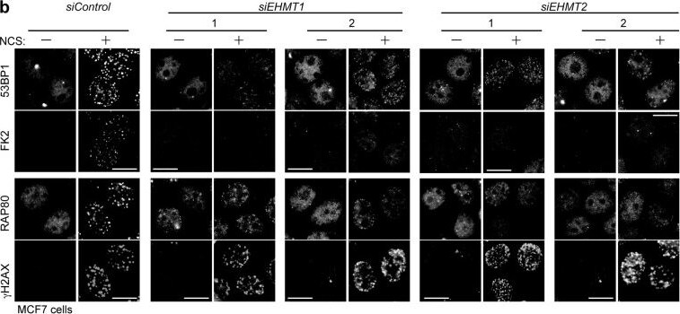 RAP80 Antibody