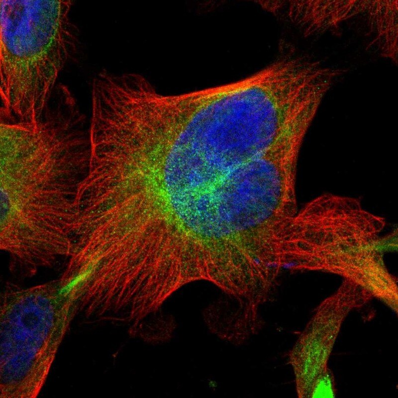 PTP epsilon Antibody - BSA Free Immunocytochemistry/ Immunofluorescence: PTP epsilon Antibody [NBP1-87189]