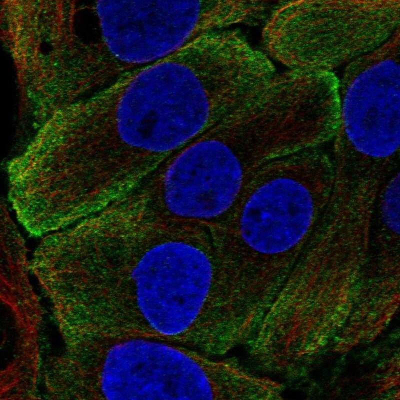Kallikrein 7 Antibody - BSA Free Immunocytochemistry/ Immunofluorescence: Kallikrein 7 Antibody [NBP1-87208]