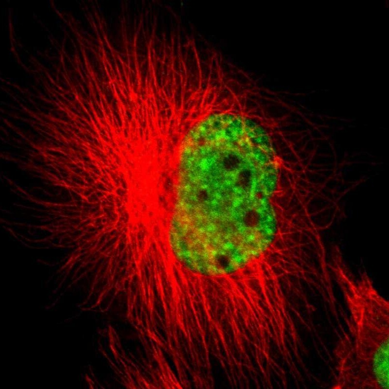SF3A1 Antibody - BSA Free Immunocytochemistry/ Immunofluorescence: SF3A1 Antibody [NBP1-87214]