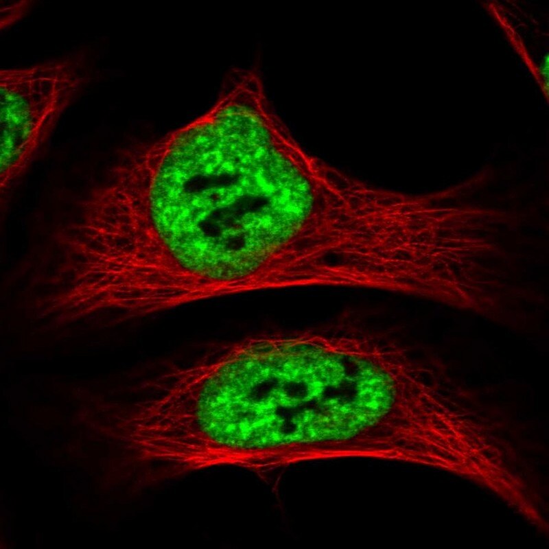 SF3A1 Antibody - BSA Free Immunocytochemistry/ Immunofluorescence: SF3A1 Antibody [NBP1-87215]