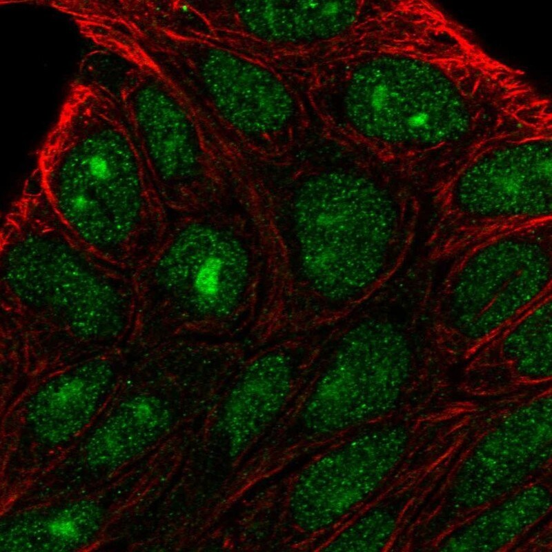 PRRG2 Antibody - BSA Free Immunocytochemistry/ Immunofluorescence: PRRG2 Antibody [NBP1-87229]