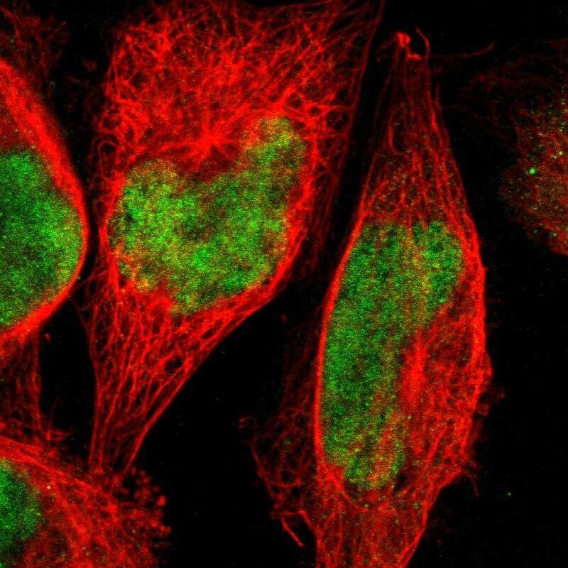 ZNF134 Antibody - BSA Free Immunocytochemistry/ Immunofluorescence: ZNF134 Antibody [NBP1-87277]