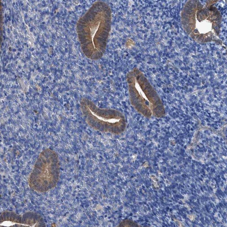 PNPO Antibody - BSA Free Immunohistochemistry-Paraffin: PNPO Antibody [NBP1-87303]