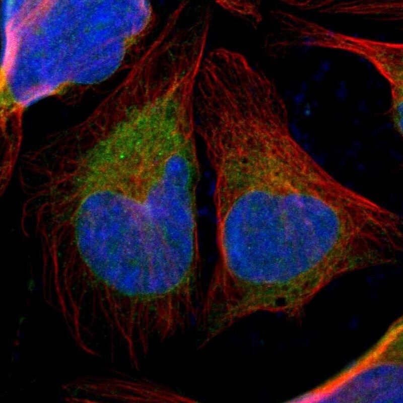 TXNDC Antibody - BSA Free Immunocytochemistry/ Immunofluorescence: TXNDC Antibody [NBP1-87306]