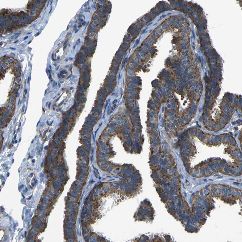 PCTAIRE2 Antibody - BSA Free Immunohistochemistry-Paraffin: PCTAIRE2 Antibody [NBP1-87316]