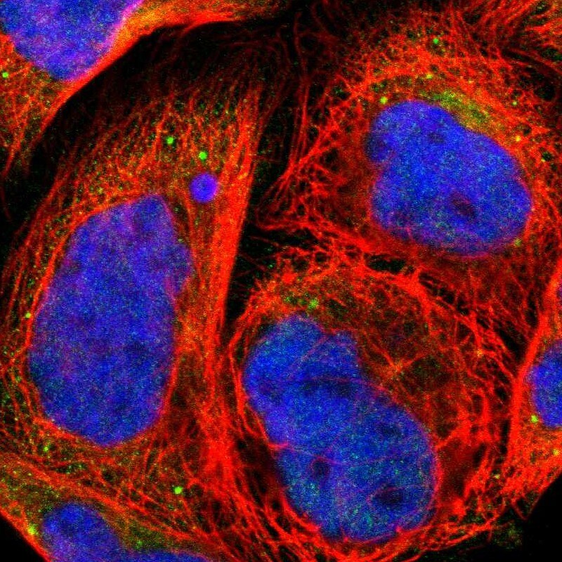 Granulin Antibody - BSA Free Immunocytochemistry/ Immunofluorescence: Granulin Antibody [NBP1-87324]