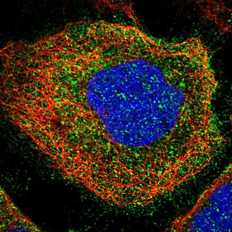 LAT3 Antibody - BSA Free Immunocytochemistry/ Immunofluorescence: LAT3 Antibody [NBP1-87332]