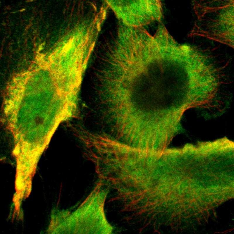 UCH-L1/PGP9.5 Antibody - BSA Free Immunocytochemistry/ Immunofluorescence: UCH-L1/PGP9.5 Antibody [NBP1-87334]