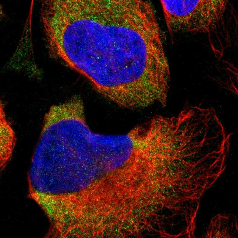 PARD6B Antibody - BSA Free Immunocytochemistry/ Immunofluorescence: PARD6B Antibody [NBP1-87337]