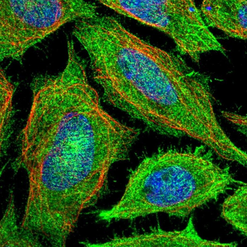PAWR / PAR4 Antibody - BSA Free Immunocytochemistry/ Immunofluorescence: PAWR / PAR4 Antibody [NBP1-87338]