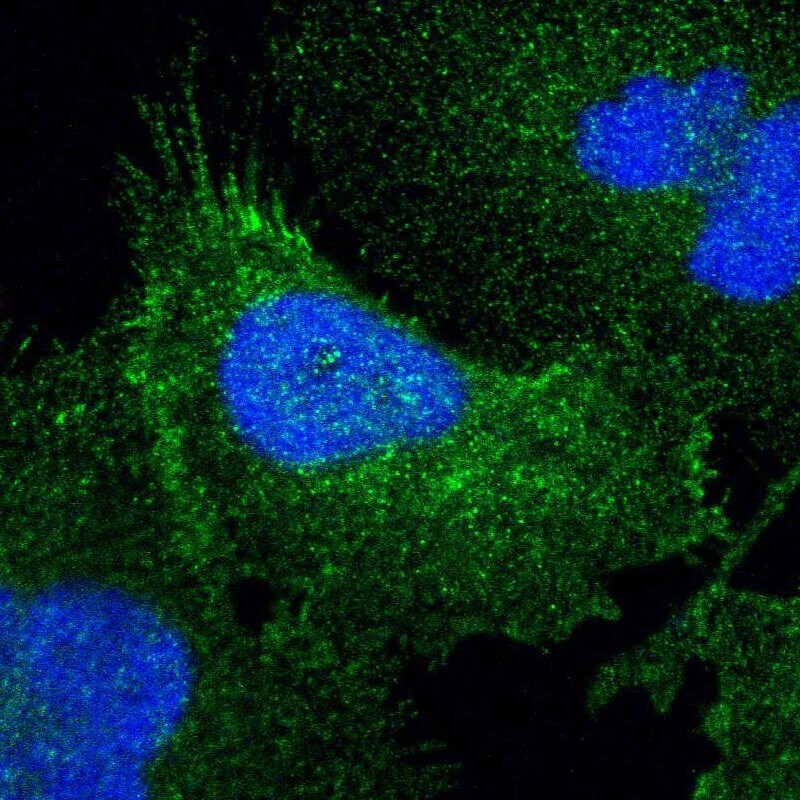 Syntaxin 4 Antibody - BSA Free Immunocytochemistry/ Immunofluorescence: Syntaxin 4 Antibody [NBP1-87374]