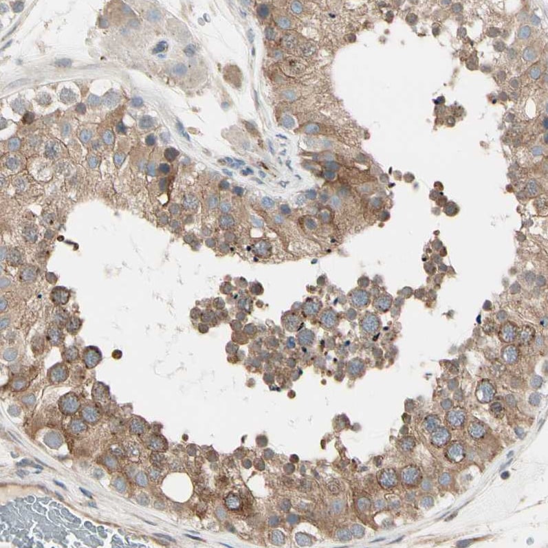 Nesfatin-1/Nucleobindin-2 Antibody - BSA Free Immunohistochemistry-Paraffin: Nesfatin-1/Nucleobindin-2 Antibody [NBP1-87383]